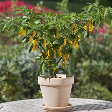Chilli Pepper Plant 'Lemon Drop'