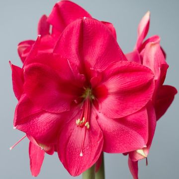 Amaryllis - HOT PINK - Hippeastrum