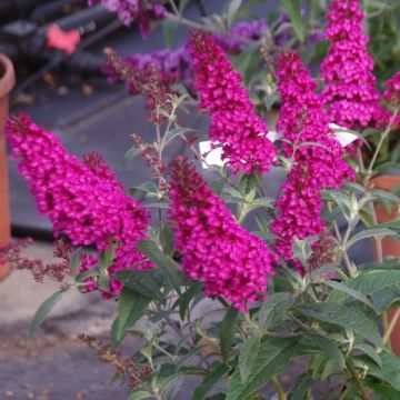 Buddleja Buzz 'Hot Raspberry'