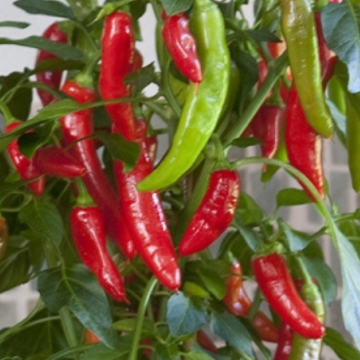 Chilli Pepper - Hot Fajita