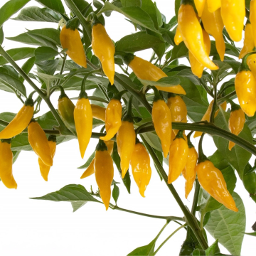 Chilli Pepper - Hot Lemon