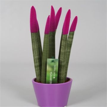 Sansevieria Velvet Touchz Hot Pink