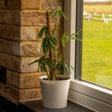 Anthurium Polyschistum