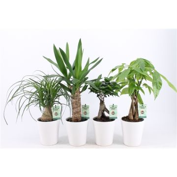 MOTHERS DAY - Four Plant Scandi Houseplant Collection