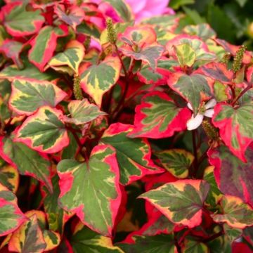 Houttuynia cordata 'Chameleon' - Pack of THREE