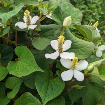 Houttuynia Cordata