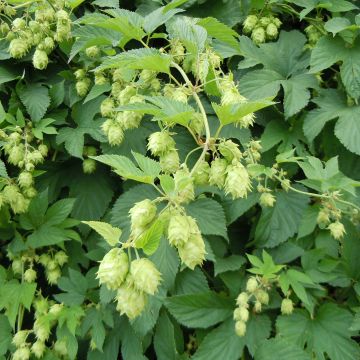 Humulus lupulus  'Nordbrau' - Common Hop -  Large 5-6ft Specimen Plant