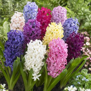 Hyacinth Mixed  - Pack of 10 Bulbs