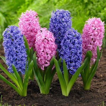 Hyacinth Pink & Blue Bubblegum in Bud