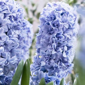 Hyacinth 'Blue Tango' - Soft Blue Double - Pack of 6 Bulbs