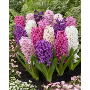 Designer Bubble Gum Hyacinth Blend - Pack of 12 Bulbs