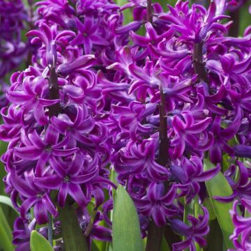 Purple Sensation Hyacinths in Bud
