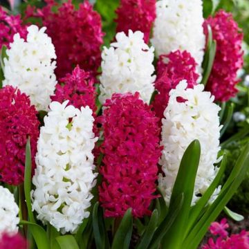 Hyacinth Red and White - Spring Air Mix - Pack of 8