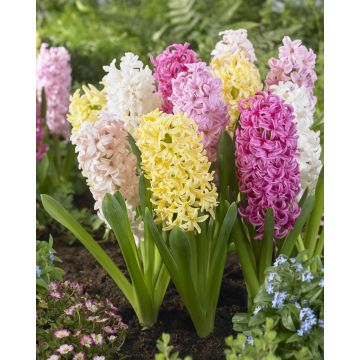 Designer Collection: Sweet Candy Pastel Mixed Hyacinths - Pack of 8 Bulbs