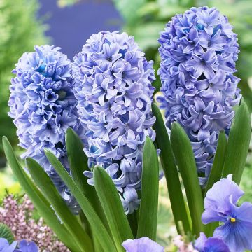 Hyacinth Delft Blue - Pack of 5 Bulbs