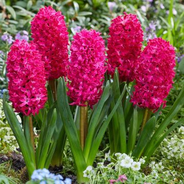 Hyacinth Jan Bos - Pack of 5 Bulbs