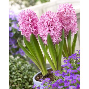 Fondant Pink Hyacinths - Pack of 5 Bulbs
