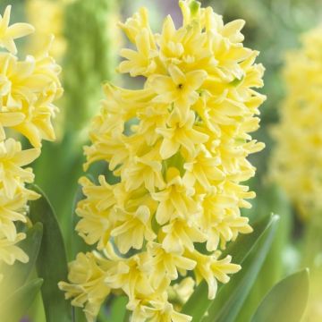 SPECIAL DEAL - Rare Buttermilk Hyacinth Yellow Queen - Pack of THREE