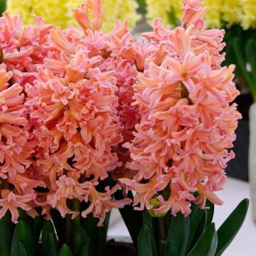 Gipsy Queen Hyacinths - Pack of FIVE Bulbs