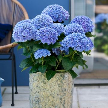 Hydrangea macrophylla Opal  - Large Flowered Blue Mophead Hydrangea - XXXL Plants