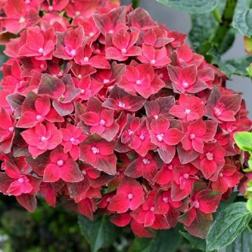 Hydrangea Magical Triumph - Large Flowered Mophead Hydrangea - XXXL Plants