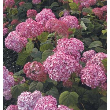 Hydrangea Ruby Annabel - Improved Pink Annabelle Hydrangea