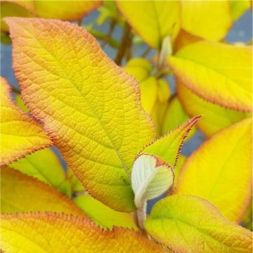 Hydrangea aspera Gold Rush - Golden Velvet Leaf Hydrangea Goldrush