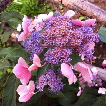 Hydrangea aspera Hot Chocolate - Chocolate Leaf  Hydrangea