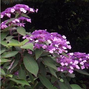 Hydrangea aspera macrophylla - Velvet & Lace Sargent Hydrangea Plant