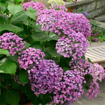 Hydrangea Ayesha