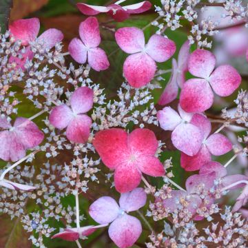 Hydrangea serrata 'Beni-Gaku'