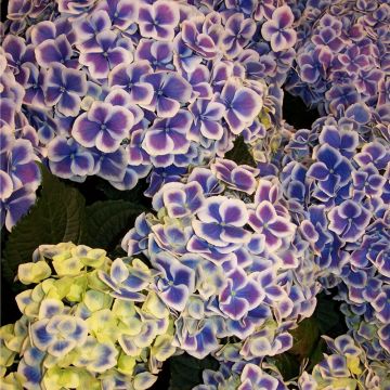 Hydrangea macrophylla 'Harlequin' - Large Flowered Mophead Hydrangea - XXXL Plants