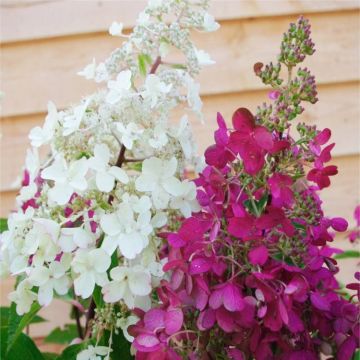 Hydrangea paniculata Candlelight