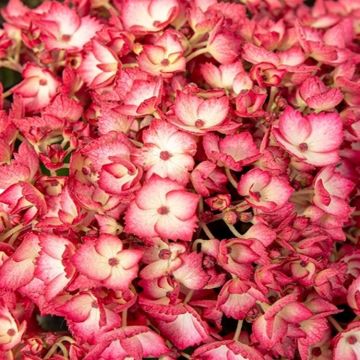 Hydrangea paniculata Carousel