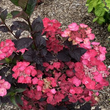 Hydrangea serrata Dare Devil