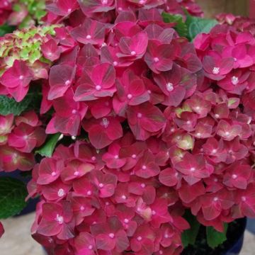 Hydrangea Dark Ruby - Large Flowered Mophead Hydrangea - XXXL Plants