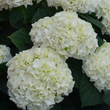 Hydrangea macrophylla 'Happy' Double White -  Large Flowered Mophead Hydrangea - XXXL Plants