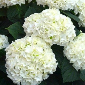 Giant White Hydrangea macrophylla 'Happy' Double White -  Large Flowered Mophead Hydrangea - XXXL Plants