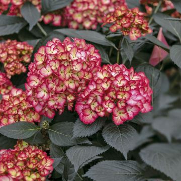 Hydrangea macrophylla ‘Eclipse'
