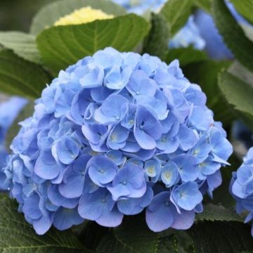 Hydrangea macrophylla Elbtal - Large Flowered Mophead Hydrangea - XXL Plants