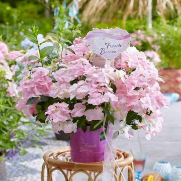 Hydrangea French Bolero Pink