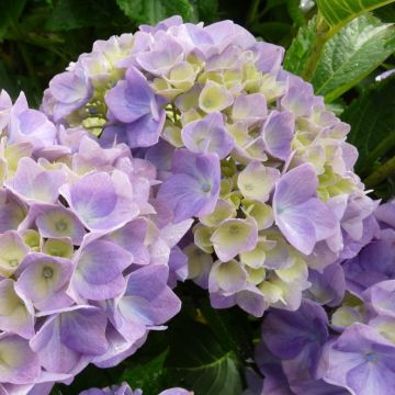 Hydrangea macrophylla Gertrude Glahn