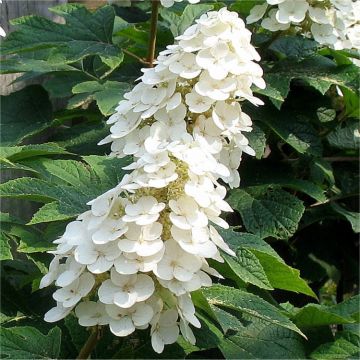 Hydrangea quercifolia Ice Crystal - Oak Leaf Hydrangea