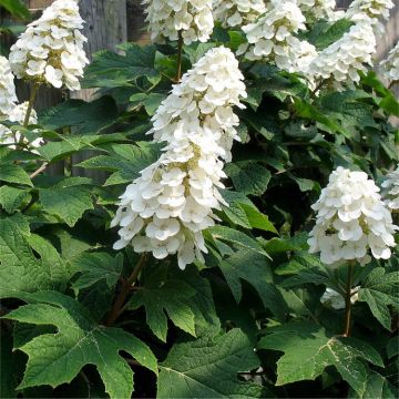 LARGE - Hydrangea quercifolia Ice Crystal - Oak Leaf Hydrangea