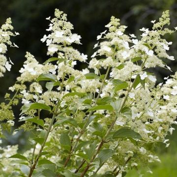 LARGE Hydrangea paniculata Kyushu - Panicle Hydrangea - In Bud & Bloom