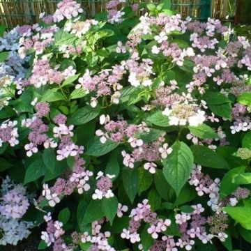 Hydrangea involucrata 'Late Love'