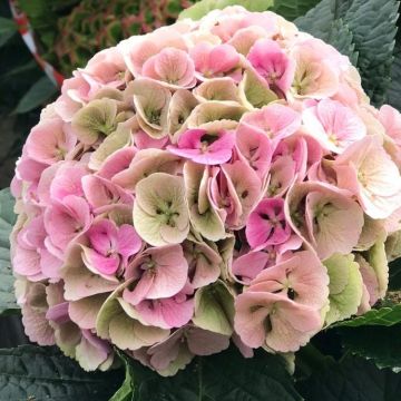 Hydrangea Lily's Blush