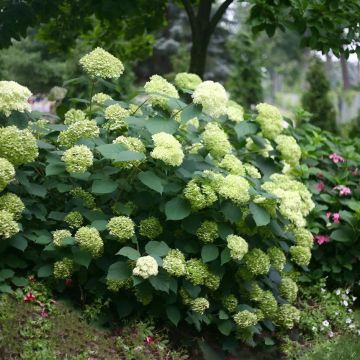 Hydrangea arborescens Lime Rickey