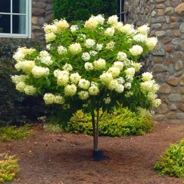 Hydrangea Limelight - 90-110cm Lollipop Standard Tree