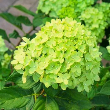 Hydrangea paniculata Little Lime